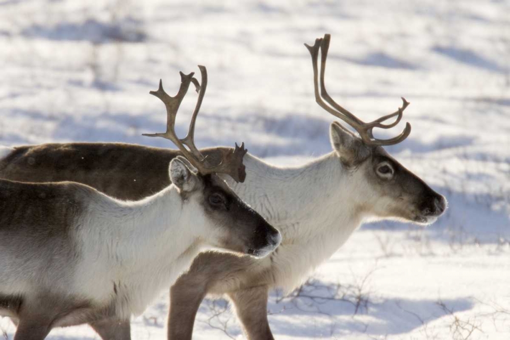 Canada, Manitoba, Hudson Bay Two caribou